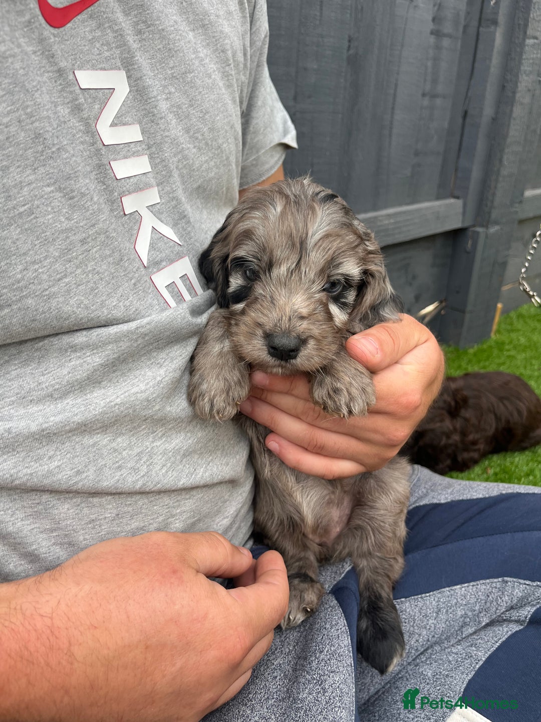 Cockapoo dogs for sale: ⭐️ 7 beautiful cockapoo puppies ⭐️  - Image 2
