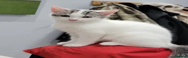 White Kitten with 2 Grey Tabby patches on the head.