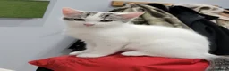 Mixed Breed cats for sale: Litter of 5 Kittens, 11 Weeks Old - Advert 10