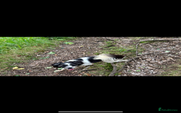 Mixed Breed dogs for sale: MEET MOO-MOO £60 - Image 2