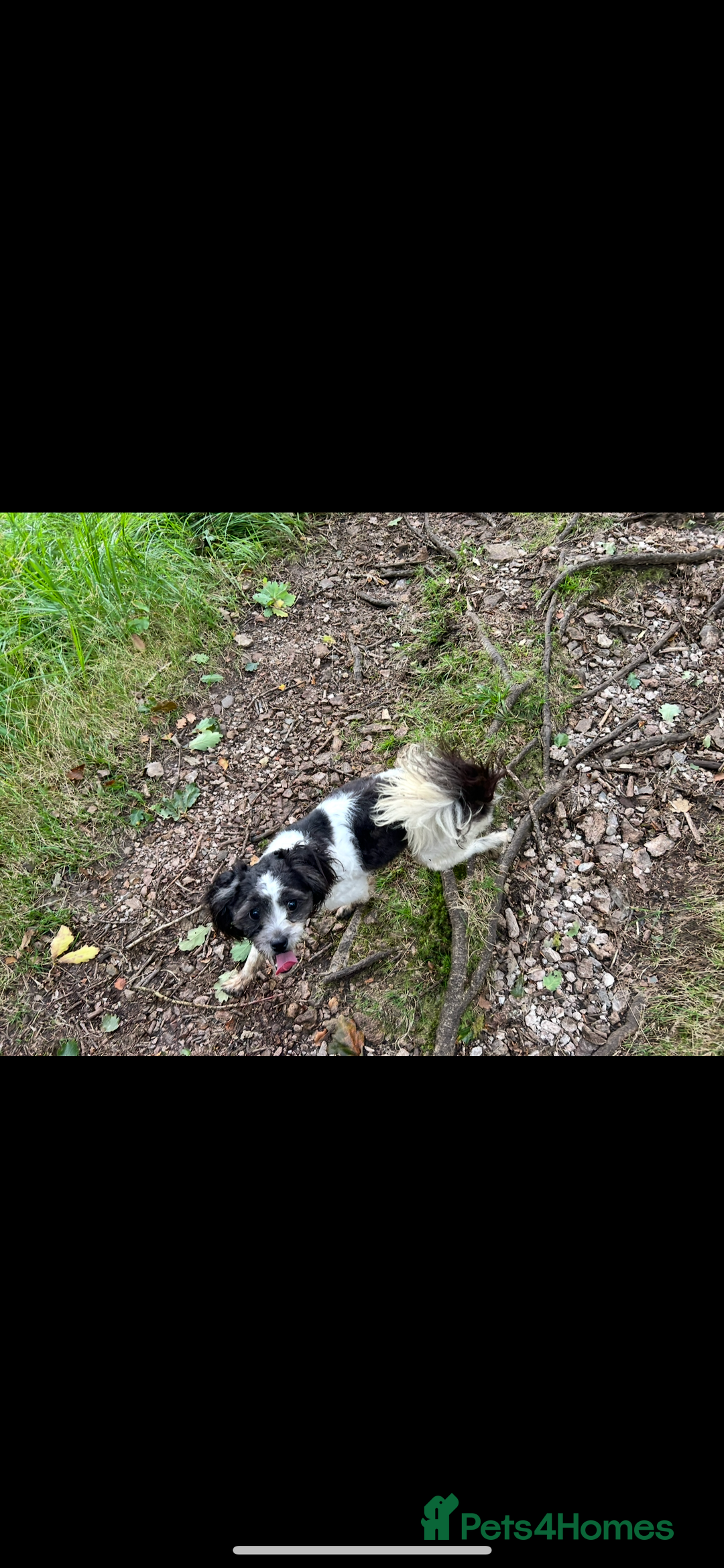 Mixed Breed dogs for sale: MEET MOO-MOO £60 - Image 2