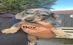 Miniature Dachshund dogs for sale: Miniature dapple dachshund  - Image 3