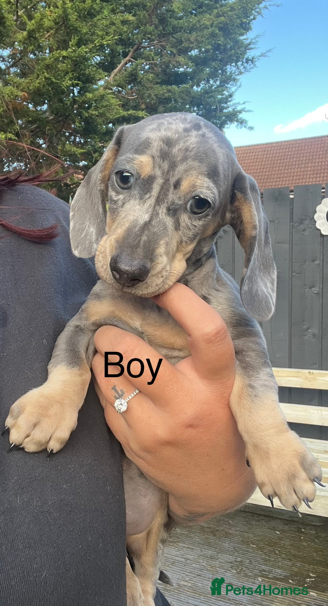Miniature Dachshund dogs for sale: Miniature dapple dachshund  - Image 3