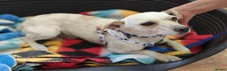 Mixed Breed dogs for adoption: 💙SIMBA💙 - A SOFT LITTLE SOUL - Advert 8