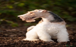 Fox Terrier dogs for sale: Exceptional Wire Haired Fox Terrier Puppies  - Image 13