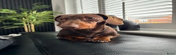 Miniature Dachshund dogs for stud: Proven Stud Chocolate & Tan Miniature Dachshund in Durham - Advert 2