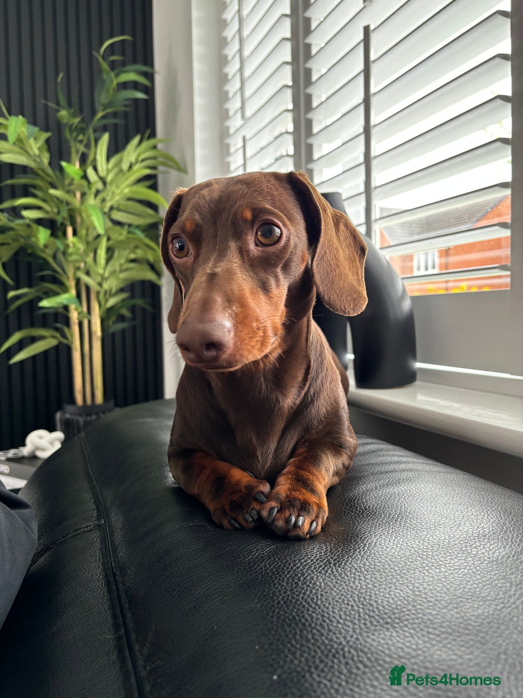 Miniature Dachshund dogs for stud: Proven Stud Chocolate & Tan Miniature Dachshund in Durham - Advert 2