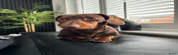Miniature Dachshund dogs for stud: Proven Stud Chocolate & Tan Miniature Dachshund in Durham - Advert 2