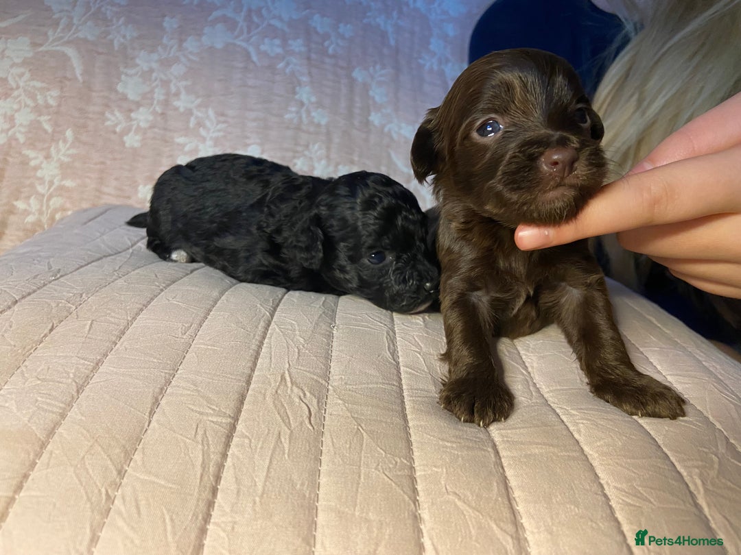 Maltipoo dogs for sale: Adorable F1b Maltipoos - Advert 6