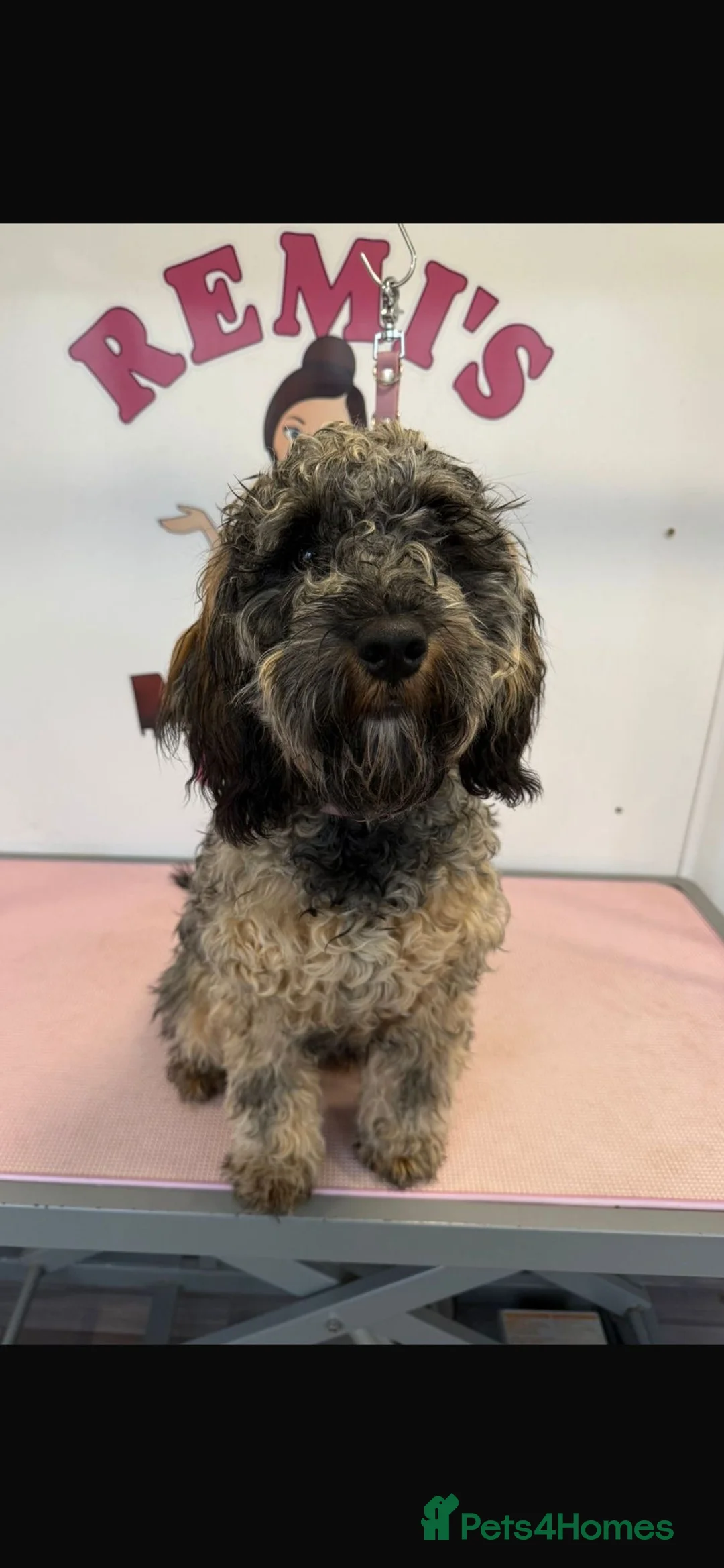 Cavapoo dogs for sale: Cavapoo  in Farnham - Advert 4