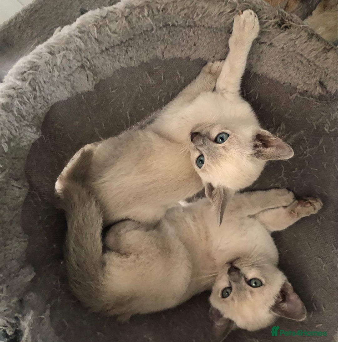 Tonkinese cats for sale: Tonkinese  - Advert 4