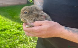 Mini Lop rabbits for sale: A Mix of Mini lop and Mini Lion Lop - Image 6