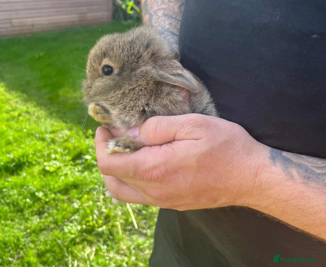 Mini Lop rabbits for sale: A Mix of Mini lop and Mini Lion Lop - Image 6