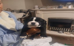 Olde English Bulldogge dogs for sale: Beautiful Litter OLDE ENGLISH BULLDOG  - Image 16
