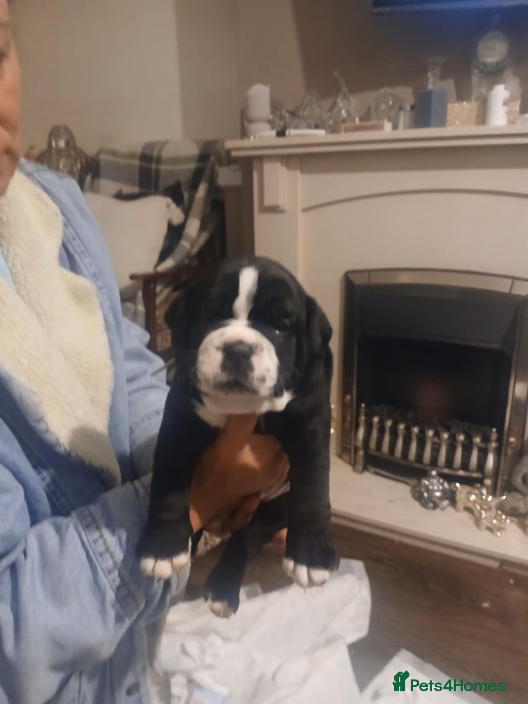 Olde English Bulldogge dogs for sale: Beautiful Litter OLDE ENGLISH BULLDOG  - Image 16