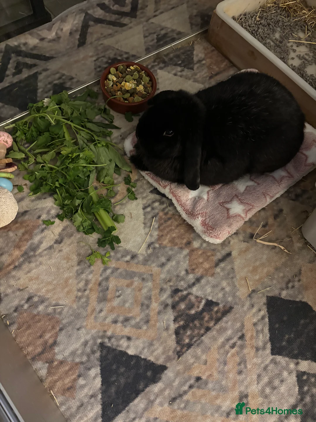 Mixed Breed rabbits for sale: 2 bonded rabbits brother and sister for new home - Advert 11