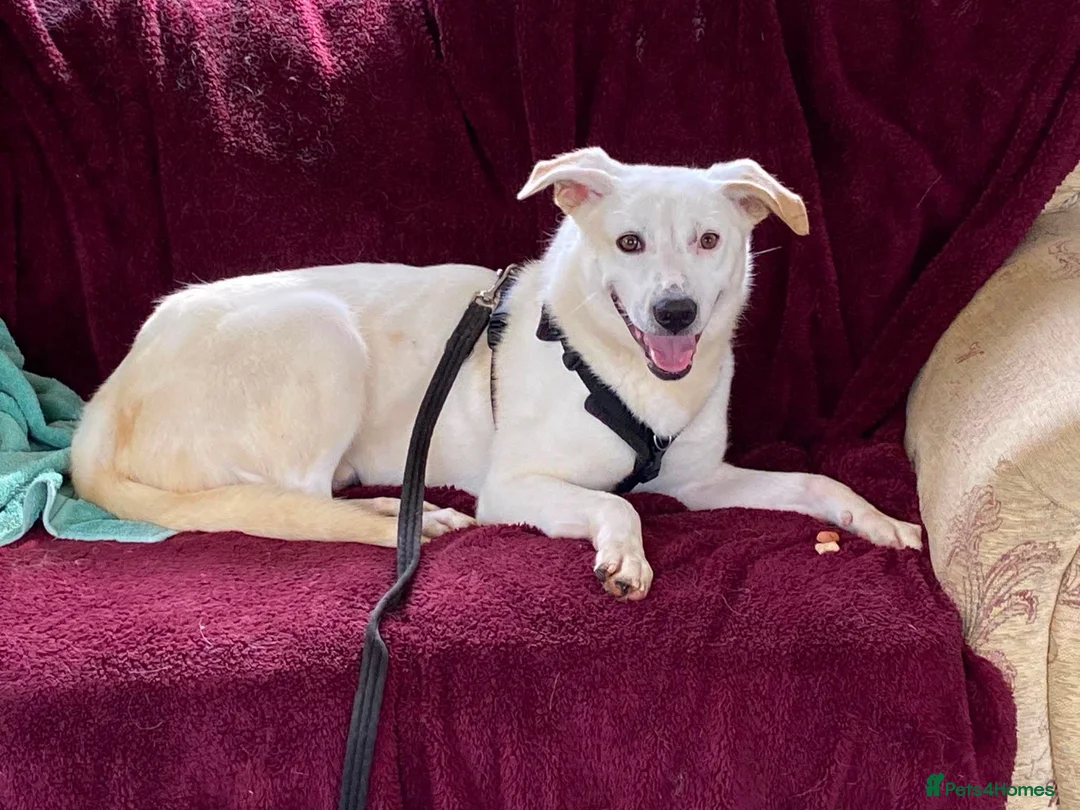 Mixed Breed dogs for adoption: HUGO - I’ll be your dog 💙 in Worcester - Advert 2