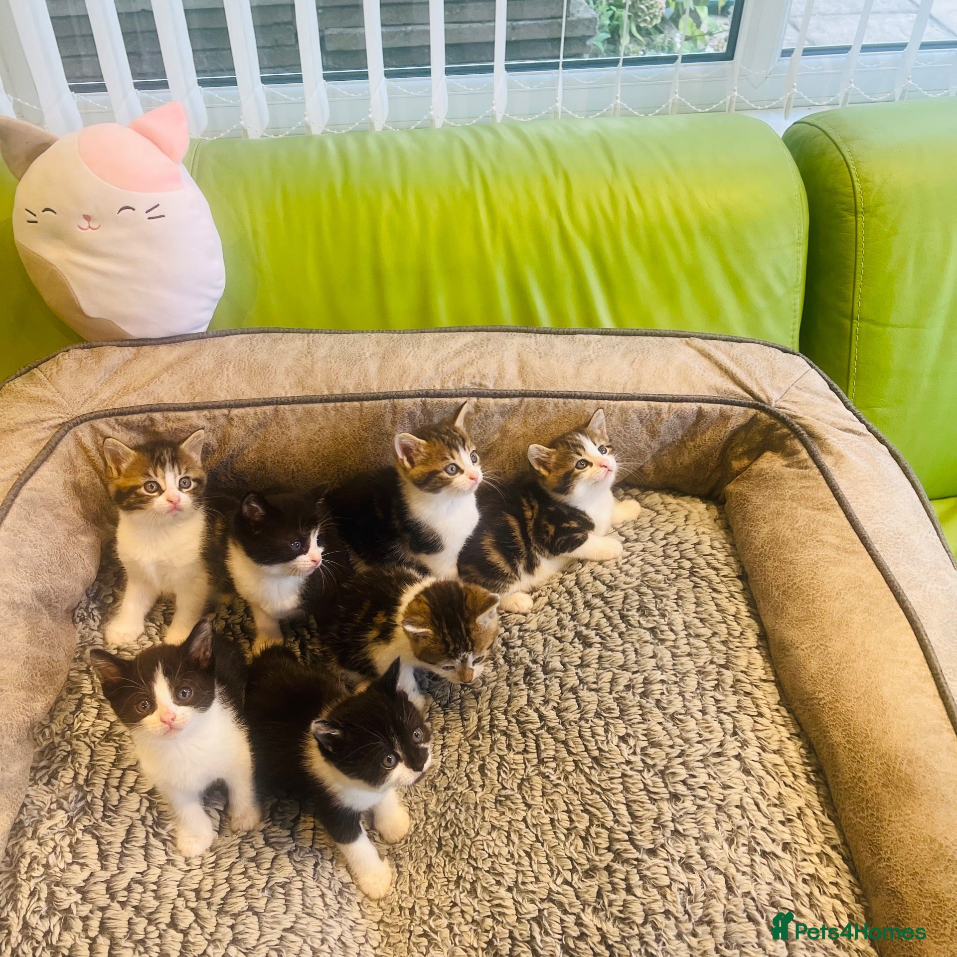 Mixed Breed cats Kittens for sale ,mixed breed, wonderful behaviour - Advert 15