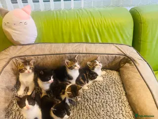 Mixed Breed cats Kittens for sale ,mixed breed, wonderful behaviour - Advert 9