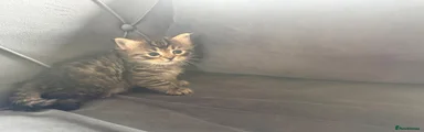 Ragcoon 5