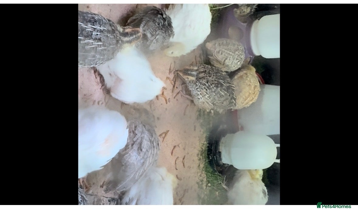 Quail poultry Quail  - Advert 2