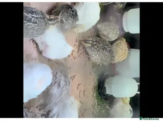 Quail poultry Quail - Advert 2