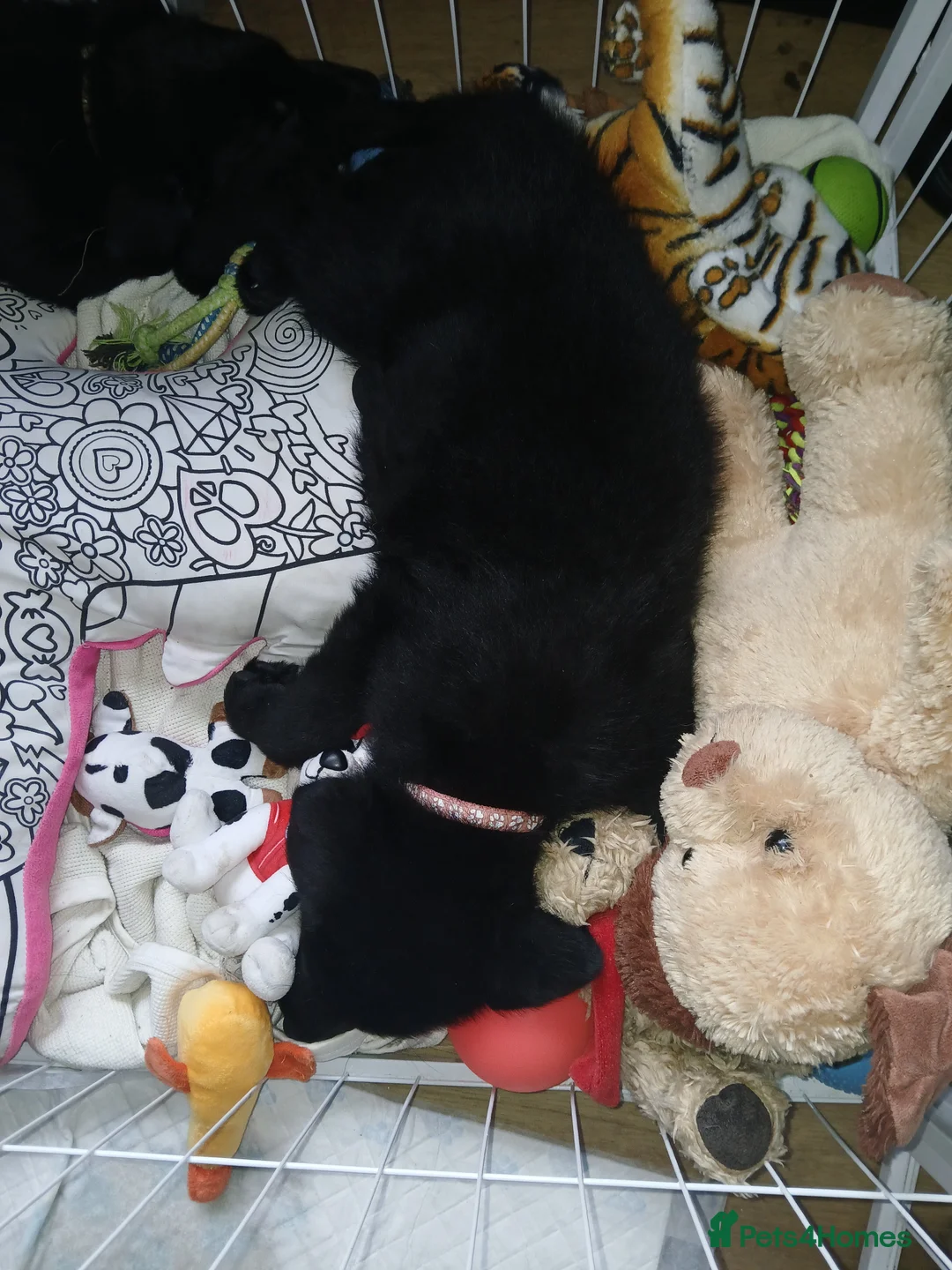 German Shepherd dogs for sale: German shepards puppies - Advert 2