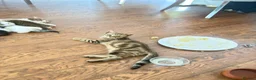 Bengal cats for sale: Hello - Advert 3