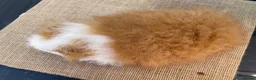 Guinea Pig rodents for sale: Swiss boys - Advert 8