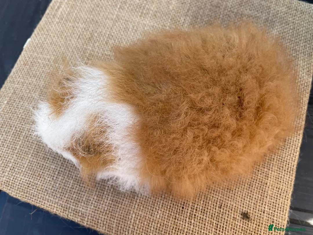 Guinea Pig rodents for sale: Swiss boys - Advert 8