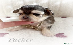 Chihuahua dogs for sale: KC rare husky marking chihuahua puppies Thai lines - Image 32