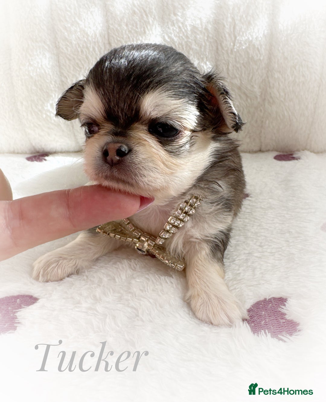 Chihuahua dogs for sale: KC rare husky marking chihuahua puppies Thai lines - Image 32