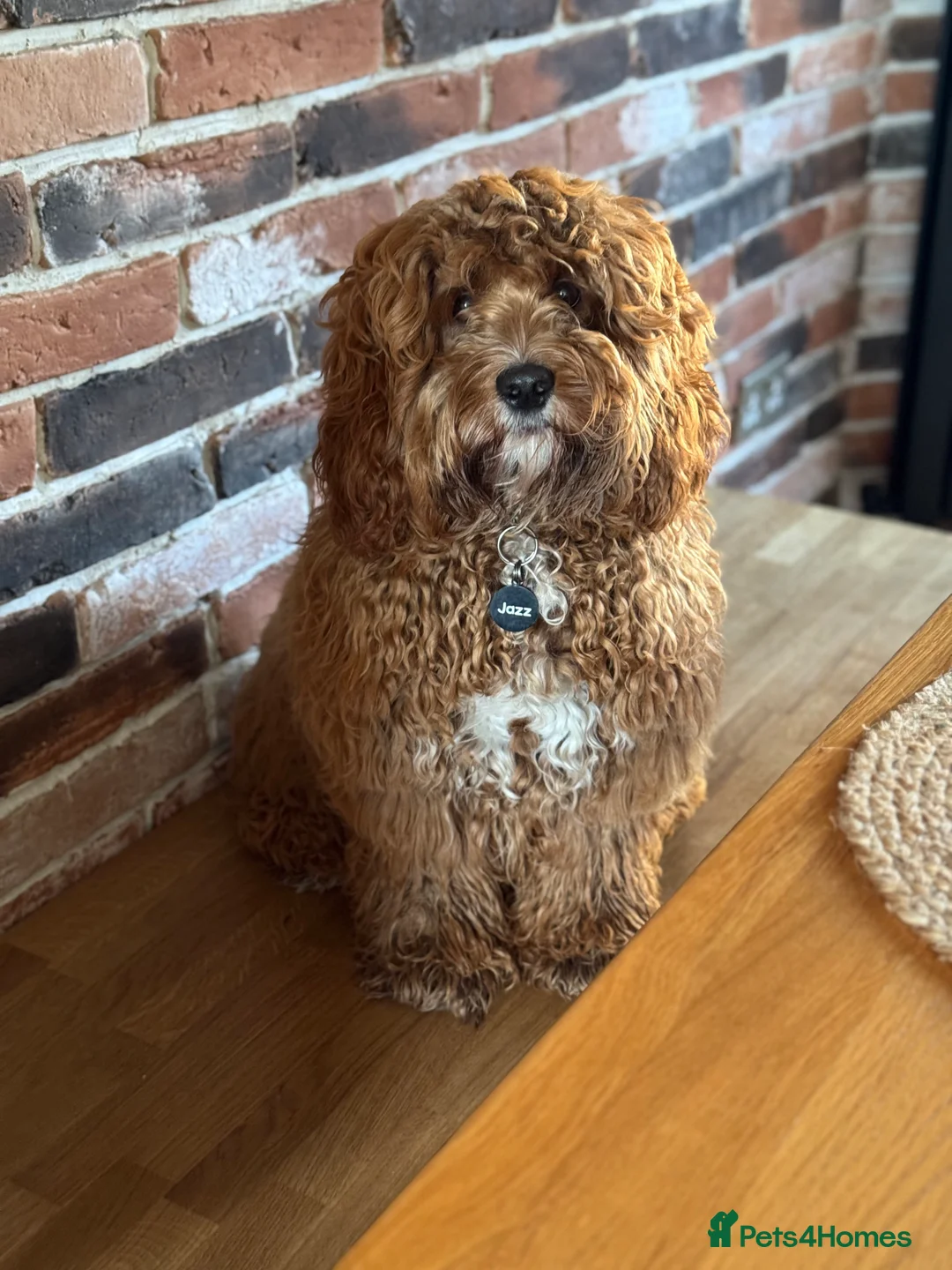 Cockapoo dogs for sale: 🐾 Loving Home Needed for Sweet Dog 🐾 - Advert 6