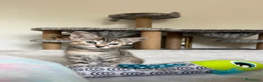 Gracie 