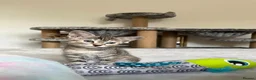 Mixed Breed cats for sale: 6 lovely female kittens.  - Advert 9