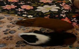 Guinea Pig rodents for sale: Bonded Male Guinea Pigs for Rehoming - Image 9