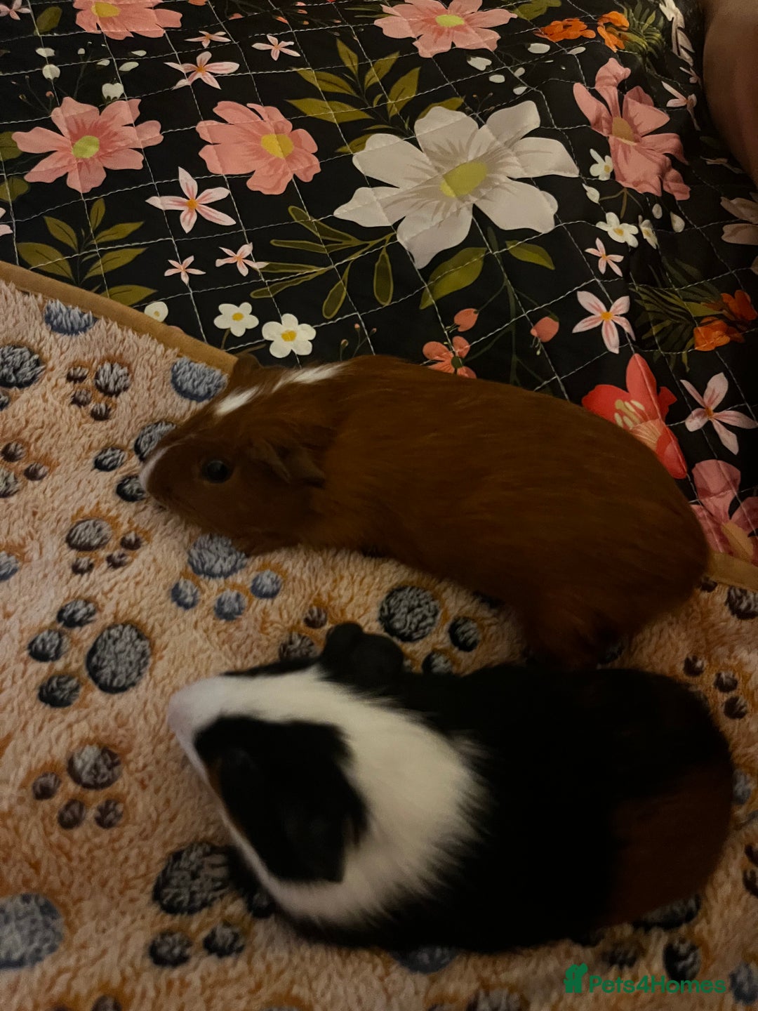 Guinea Pig rodents for sale: Bonded Male Guinea Pigs for Rehoming - Image 9