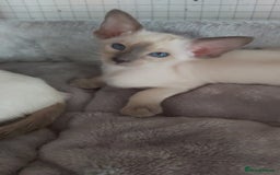 Oriental cats for sale: Full Pedigree Oriental 6 Kittens XL size ears GCCF - Image 17