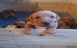 Labrador Retriever dogs for sale: **Only 2 Girls Left** Fox Red Labrador Puppies - Image 15