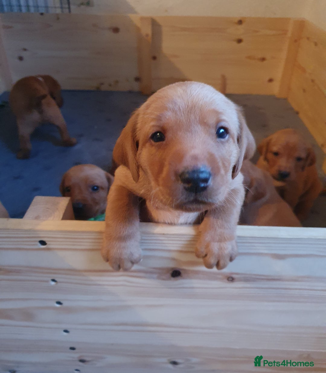 Labrador Retriever dogs for sale: **Only 2 Girls Left** Fox Red Labrador Puppies - Image 15