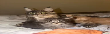 Kimba