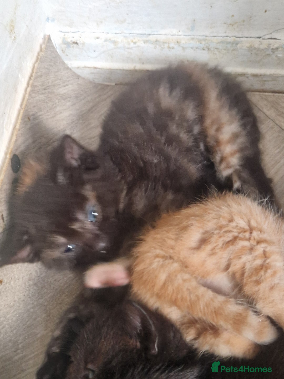 Mixed Breed cats for sale: Gorgeous Kittens. GINGER & All Black - Image 9