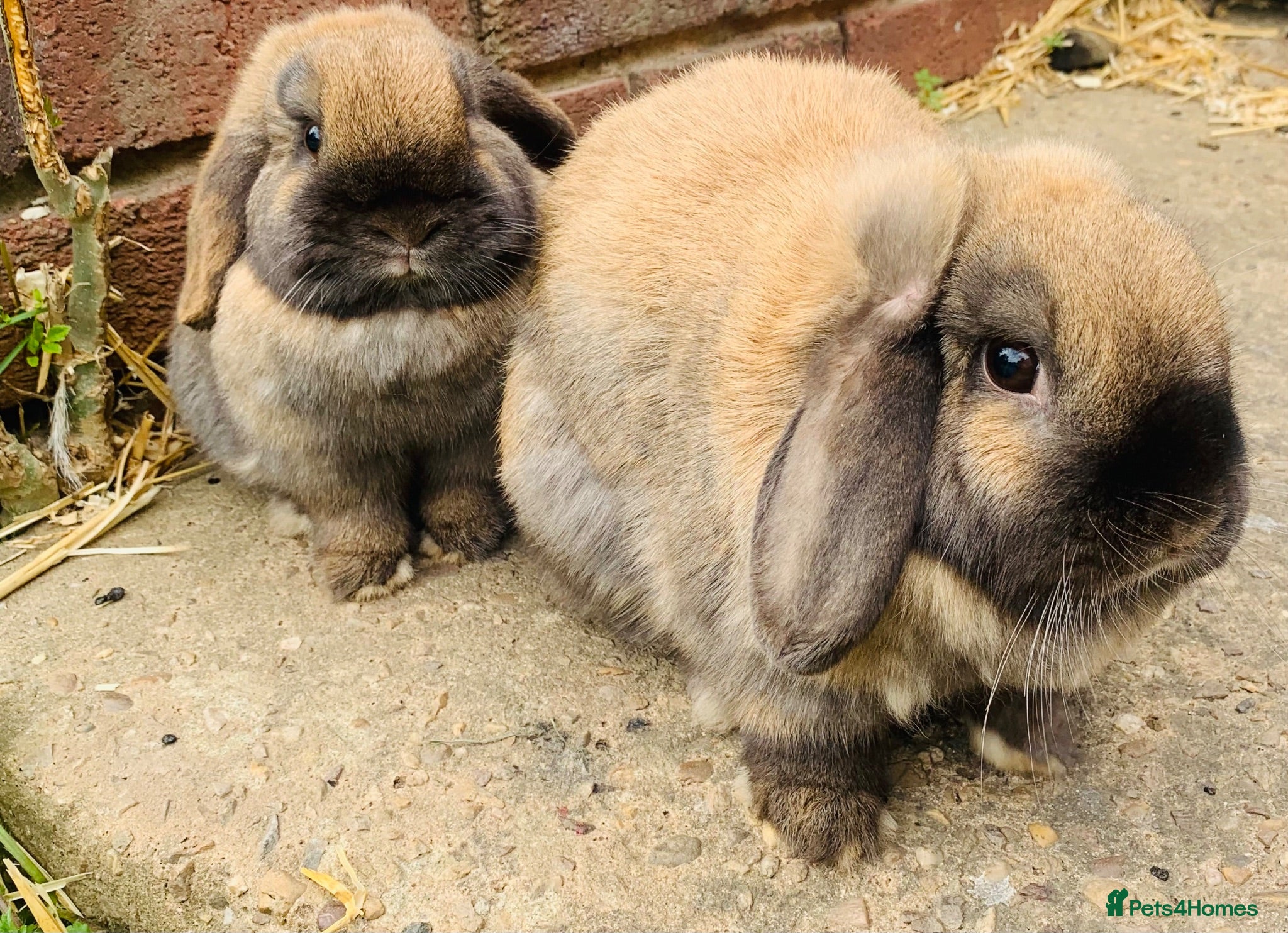 Mini Lop rabbits Mini lop - Left rabbit only.  - Advert 9