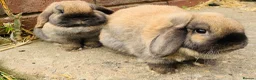 Mini Lop rabbits for sale: Mini lop - Left rabbit only.  - Advert 1