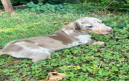 Miniature Dachshund dogs for sale: KC registered Minature Daxi puppies - Image 4