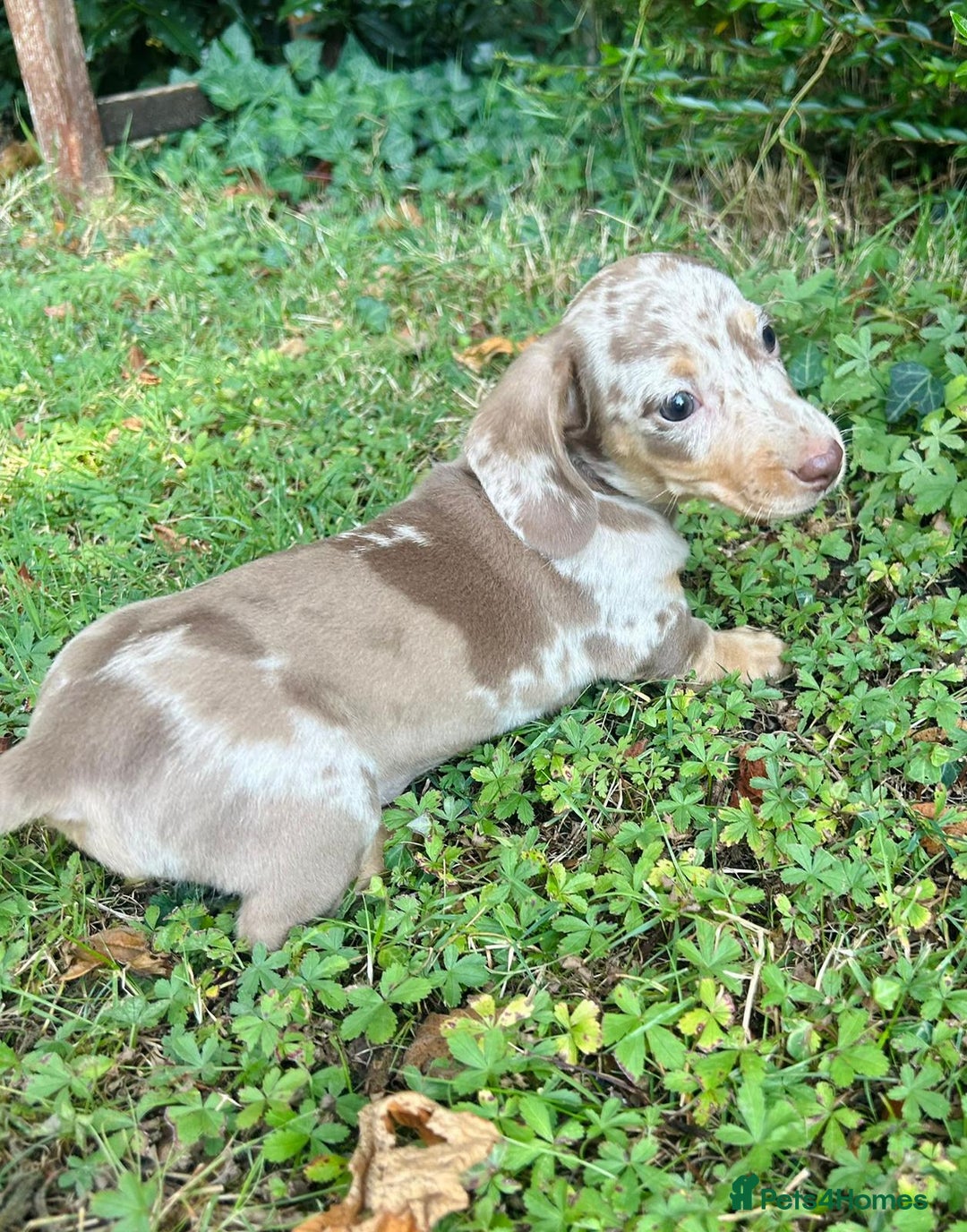 Miniature Dachshund dogs for sale: KC registered Minature Daxi puppies - Image 4