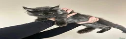 Maine Coon cats for sale: TICA ACTIVE REGISTERED MAINE COON FEMALE  - Advert 2