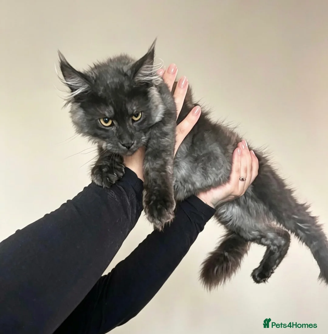 Maine Coon cats for sale: TICA ACTIVE REGISTERED MAINE COON FEMALE  - Advert 2