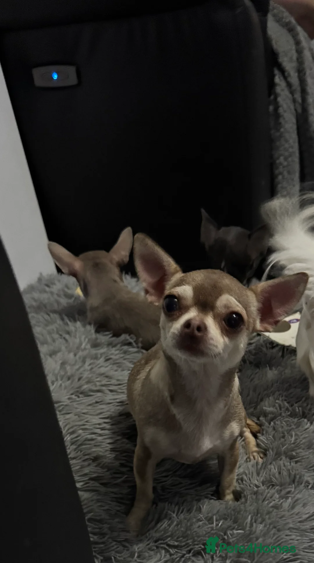 Chihuahua dogs for sale: Kc spayed female chihuahua.  - Advert 4