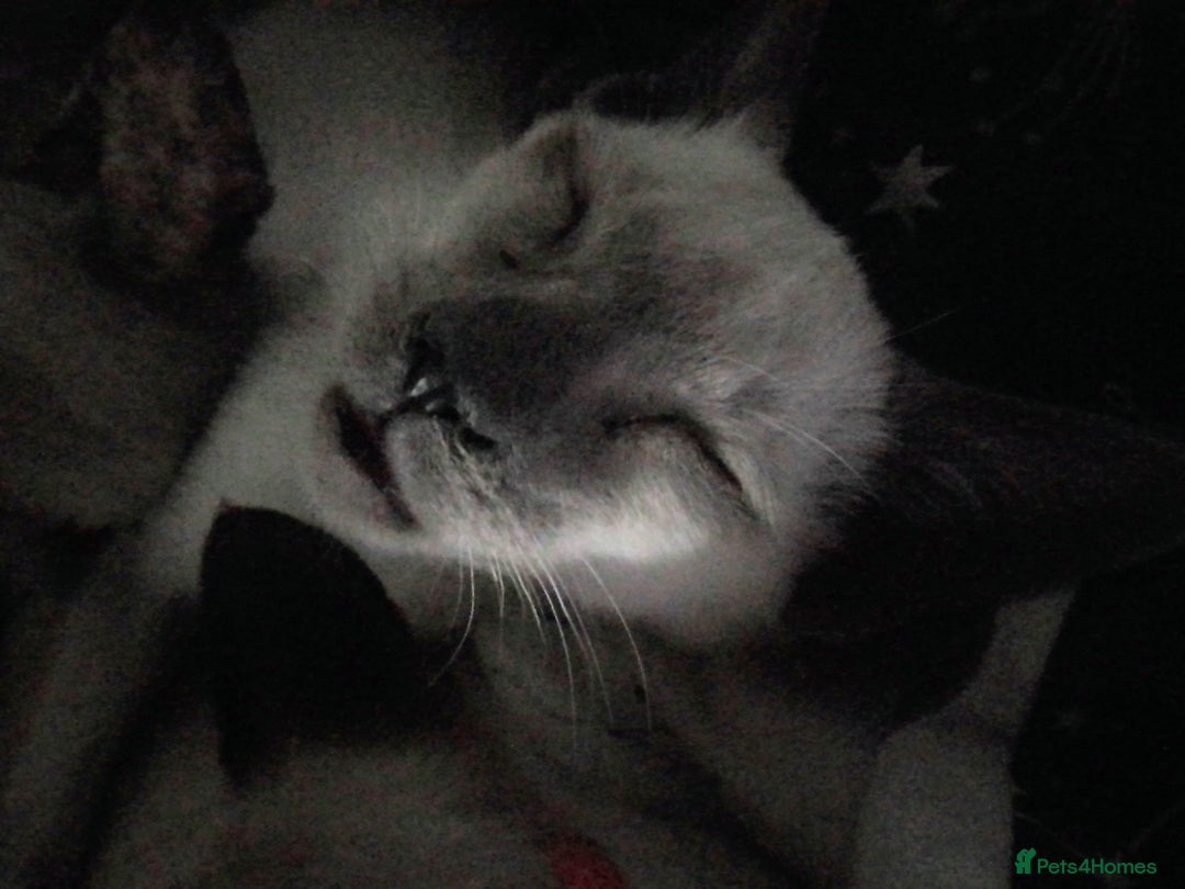 Siamese cats for sale: Siamese kittens - Advert 9